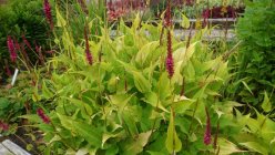 Bistorta (Persicaria) amplexicaulis 'Golden Arrow'